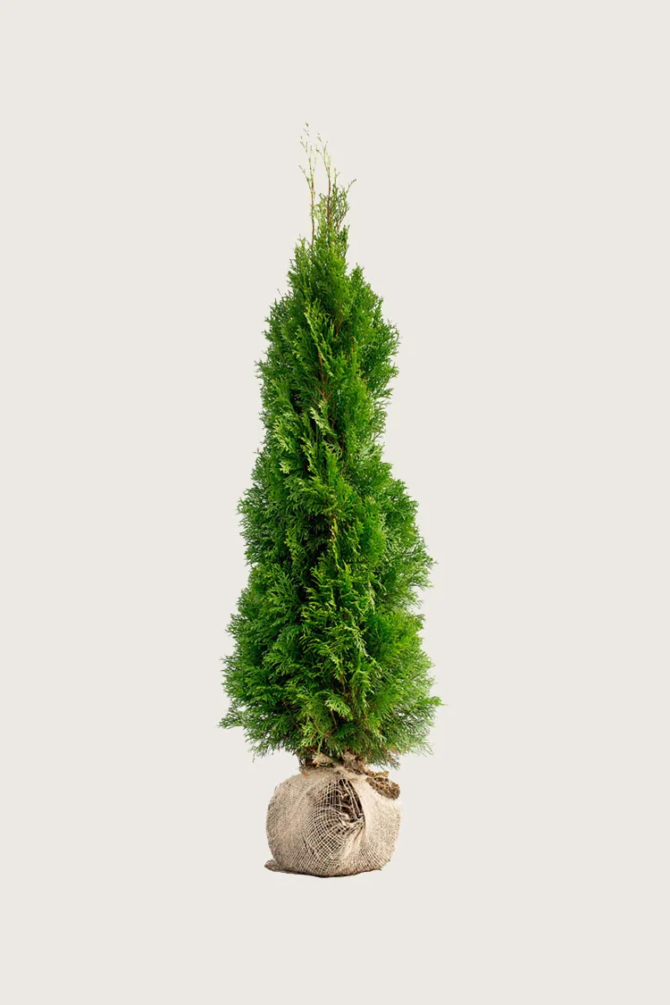 plantinavia20261015103729308010