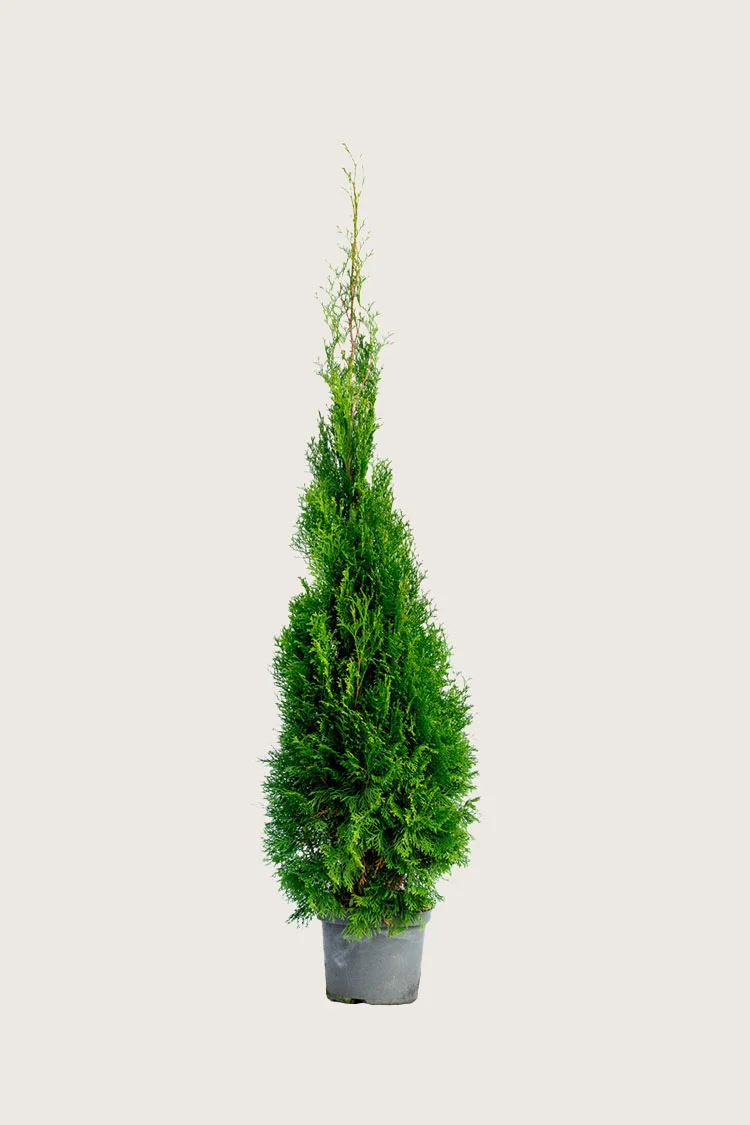 plantinavia20261015103732308044