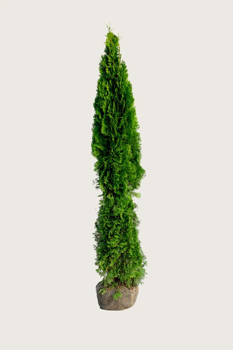 plantinavia20261015103733308052