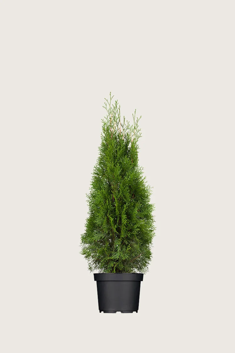 plantinavia20261015103735308069