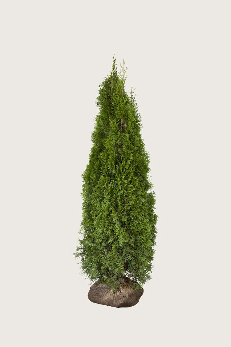 plantinavia20261015103738308099