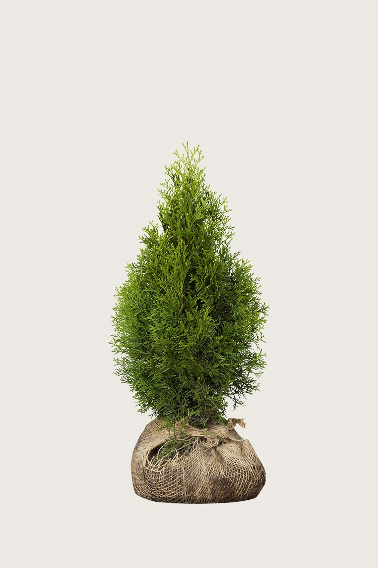 plantinavia20261015103740308116