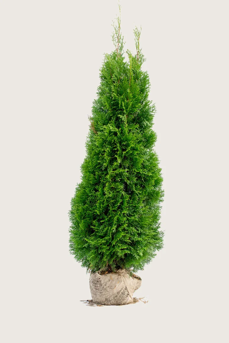 plantinavia20261015103742308133