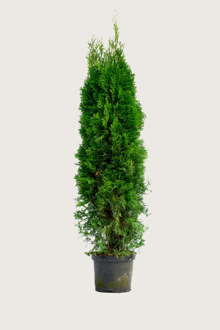 plantinavia20261015103750308214