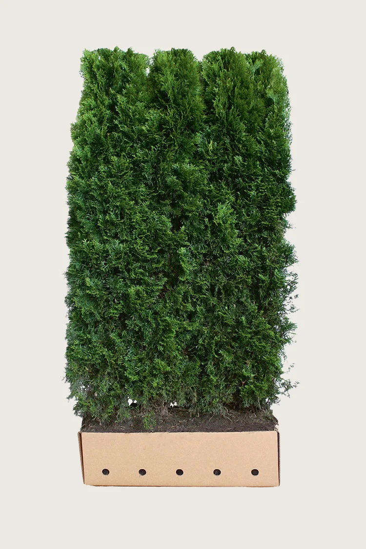 plantinavia20261015103751308215