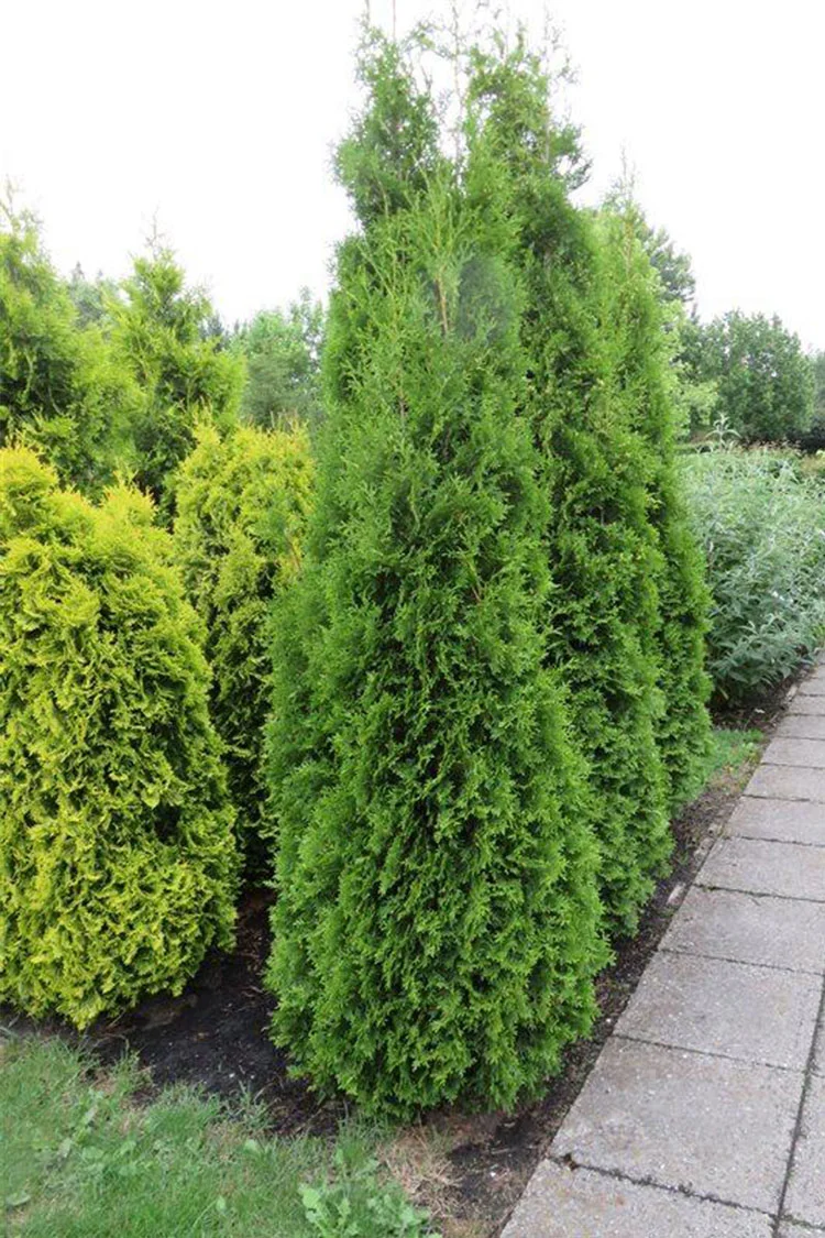 plantinavia20261015103755308248