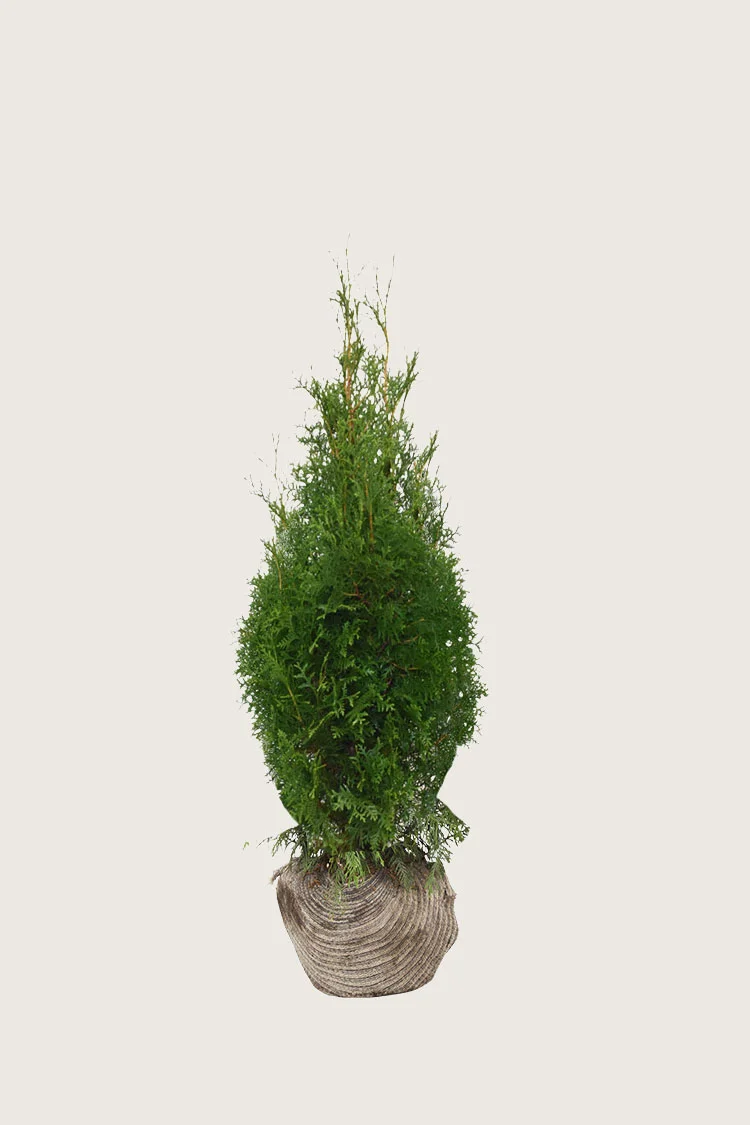 plantinavia20261015103800308286