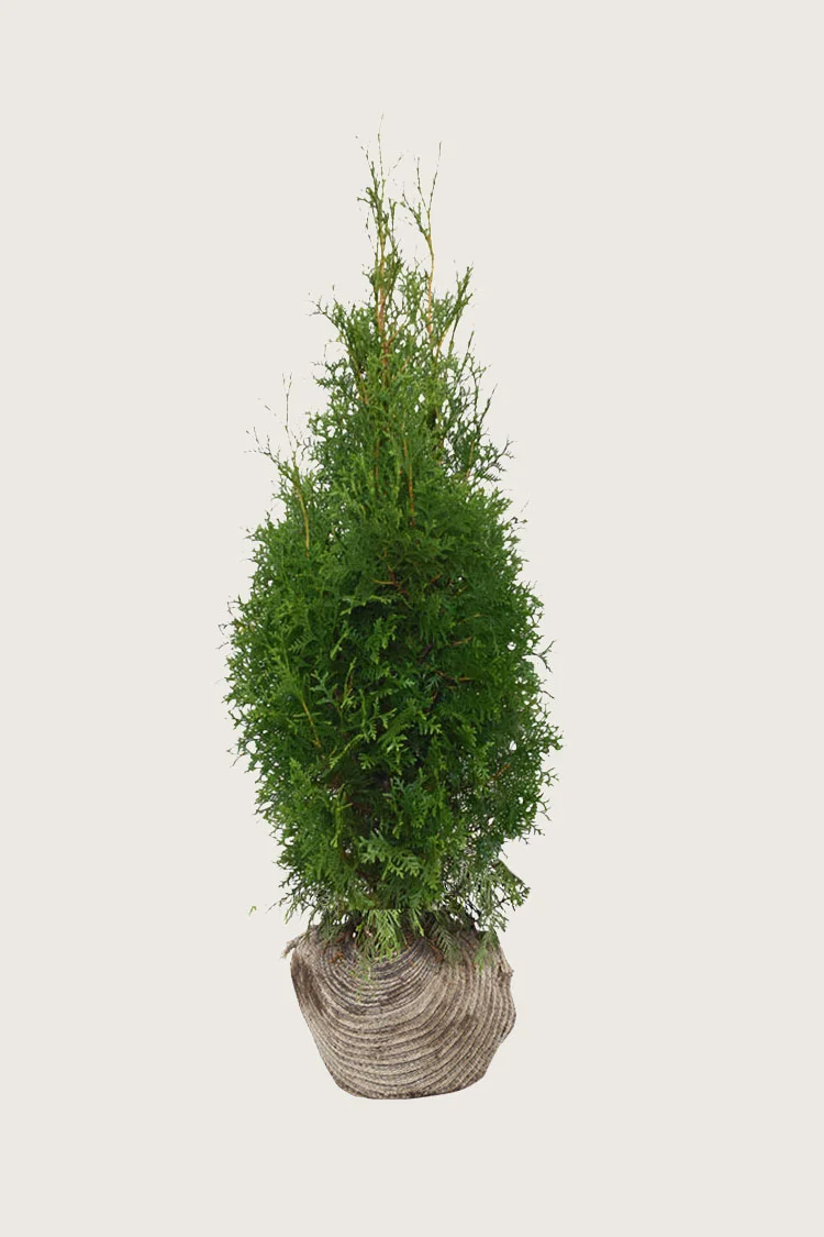 plantinavia20261015103803308307