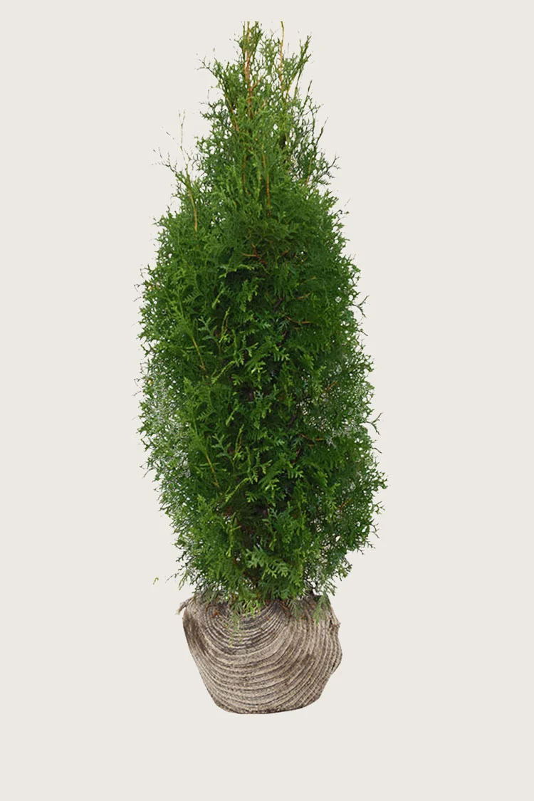 plantinavia20261015103804308317