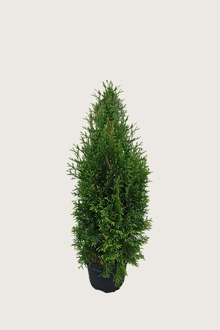 plantinavia20261015103806308331