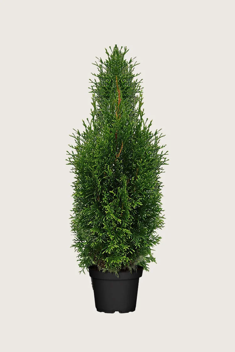 plantinavia20261015103807308341