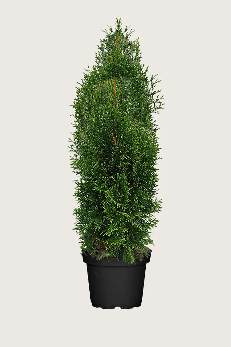 plantinavia20261015103809308359