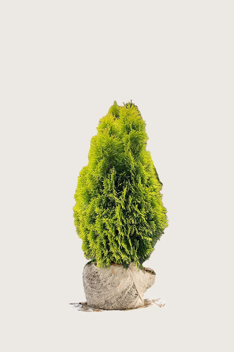 plantinavia20261015103811308376
