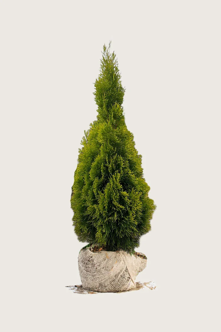 plantinavia20261015103813308391