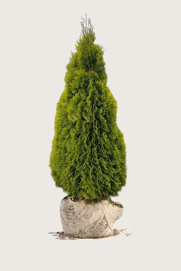 plantinavia20261015103814308395