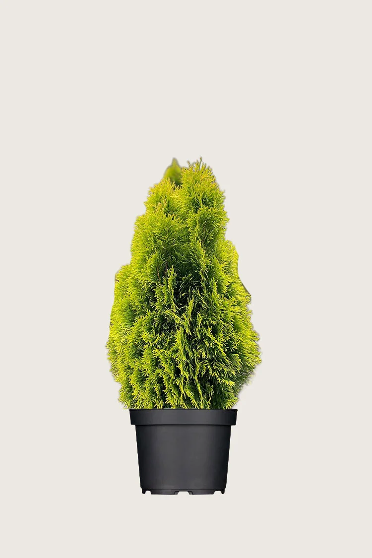 plantinavia20261015103816308419