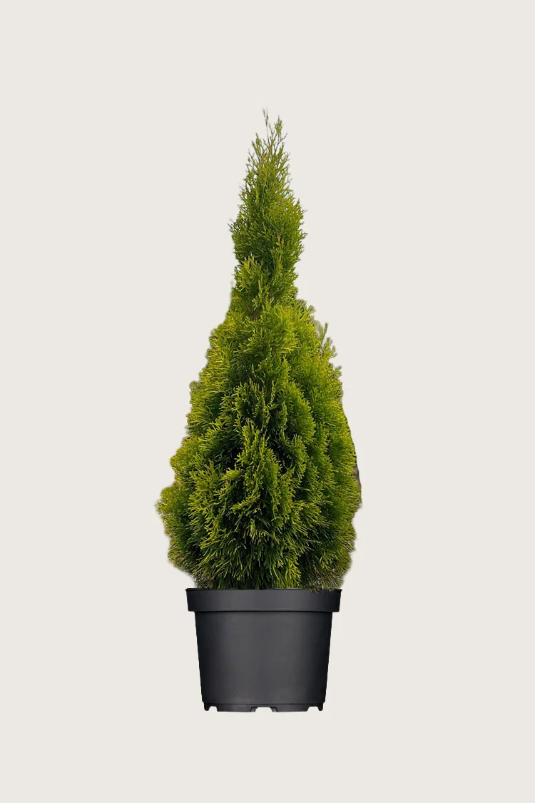 plantinavia20261015103816308421