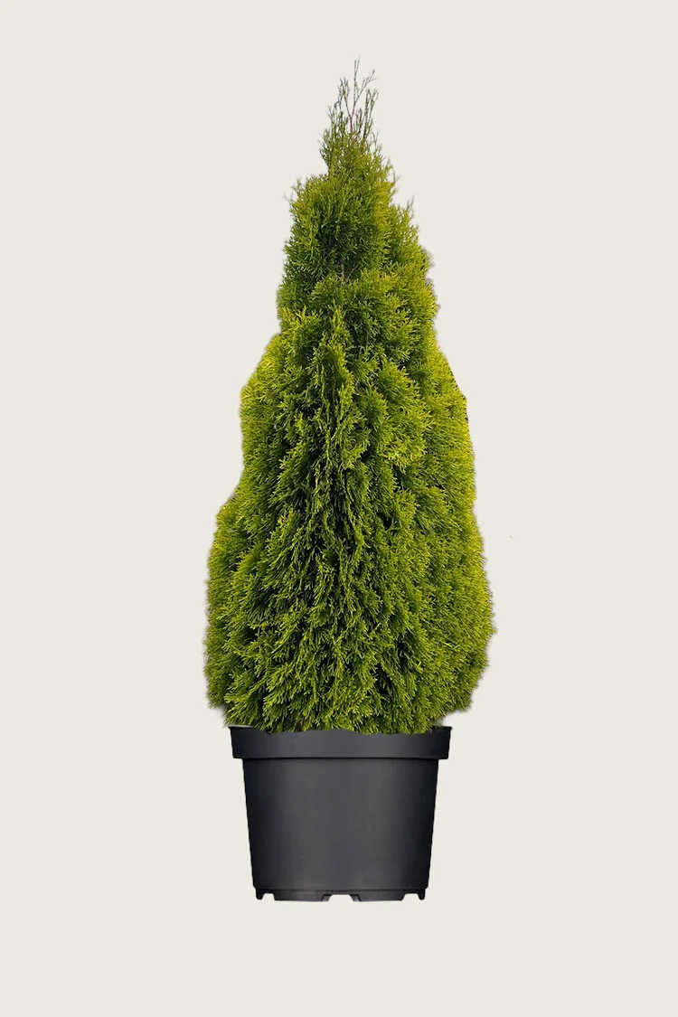 plantinavia20261015103819308441