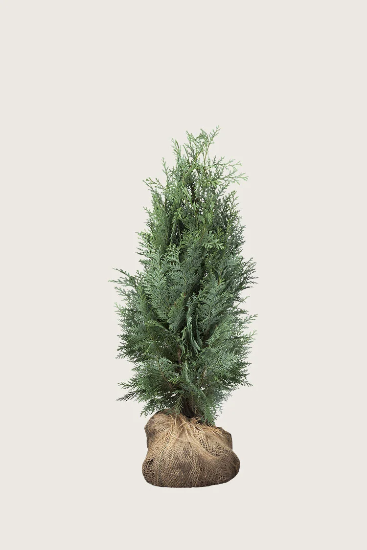 plantinavia20261015103829308518