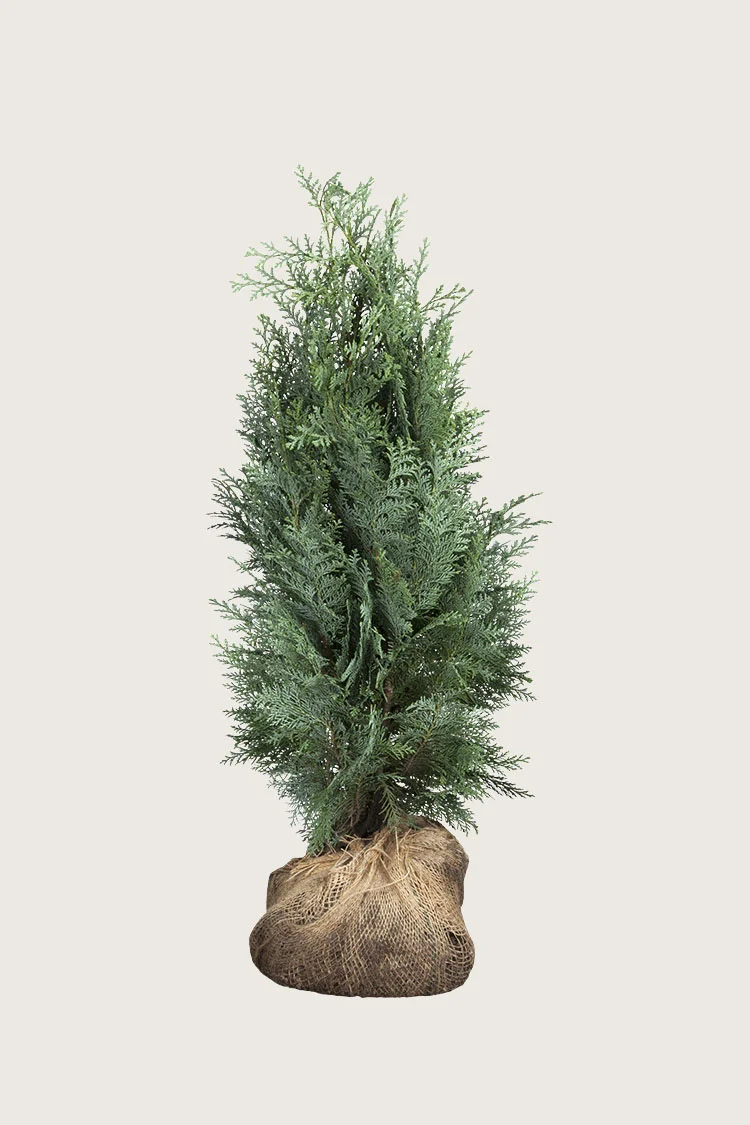 plantinavia20261015103830308529