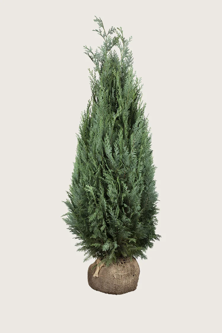 plantinavia20261015103831308539
