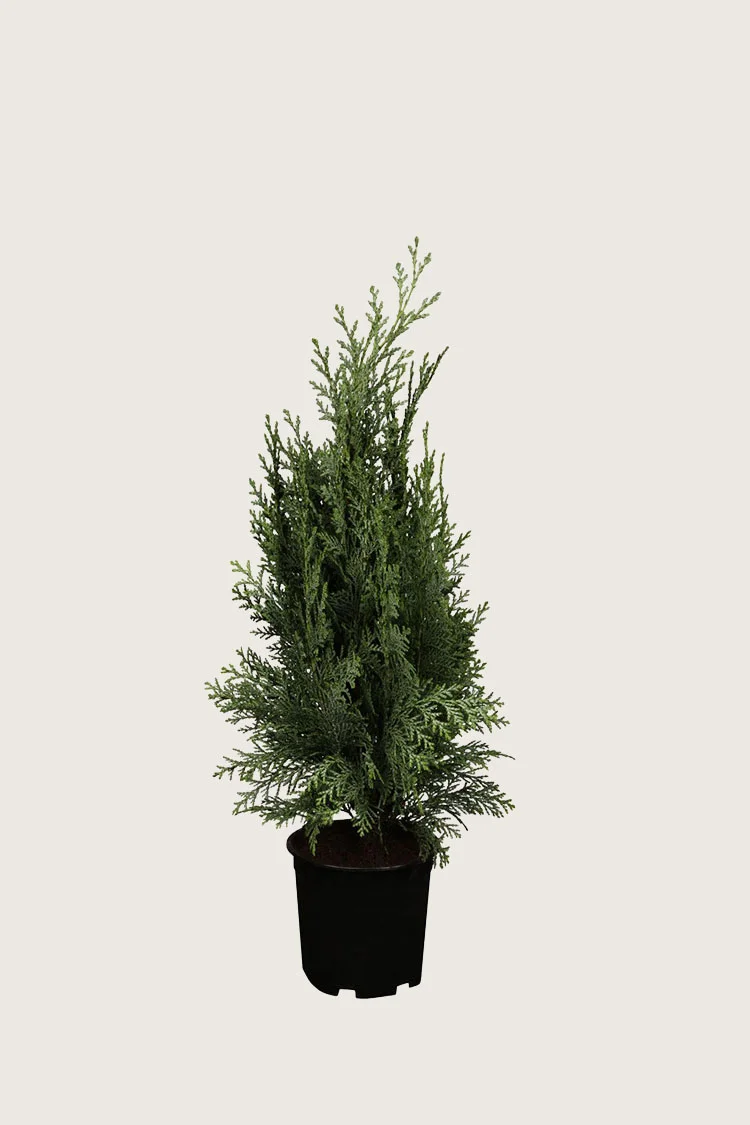 plantinavia20261015103835308562