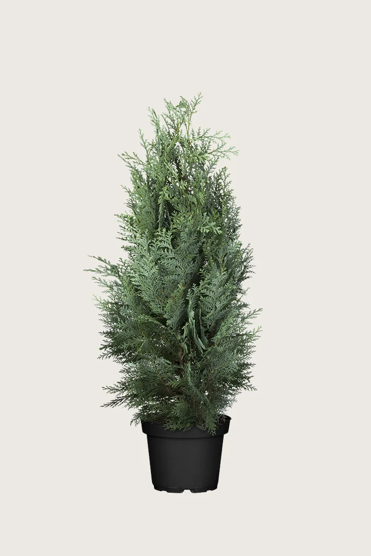 plantinavia20261015103835308565