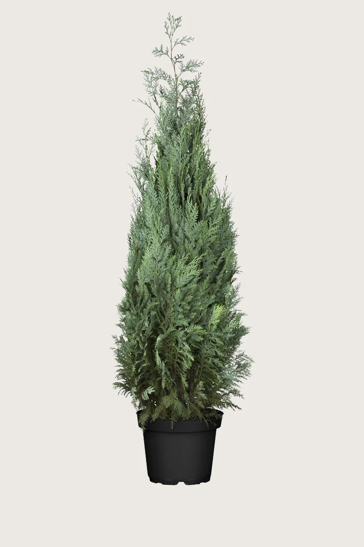 plantinavia20261015103837308577