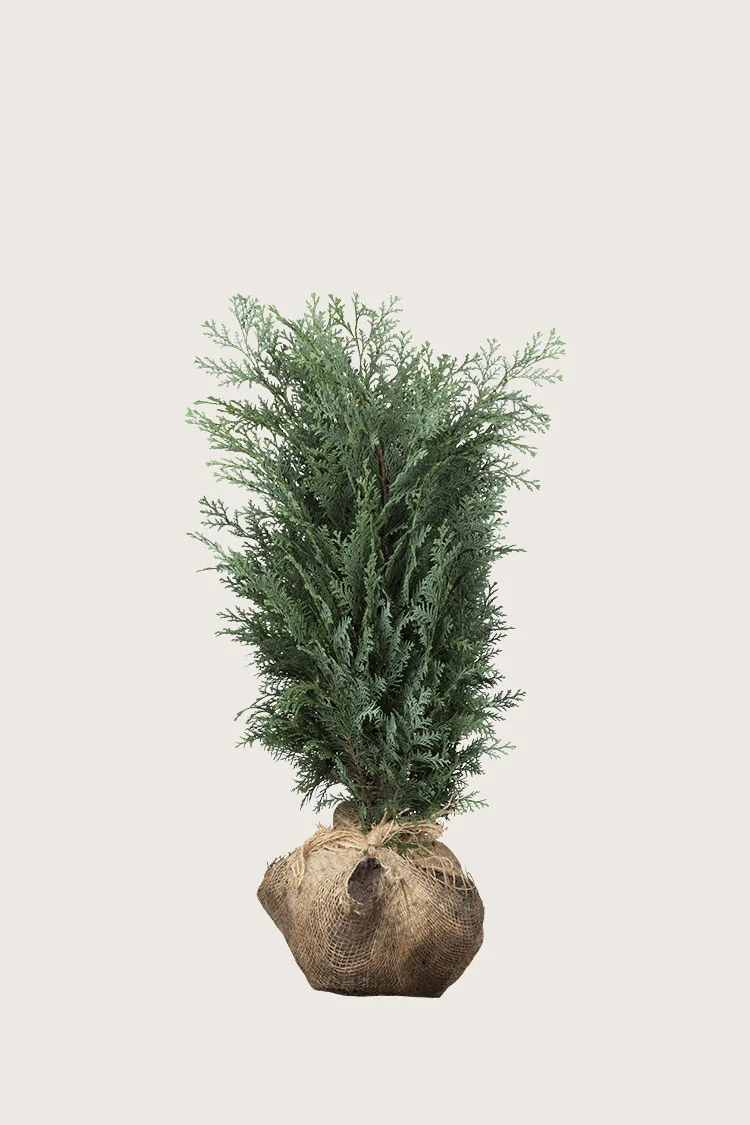 plantinavia20261015103840308596