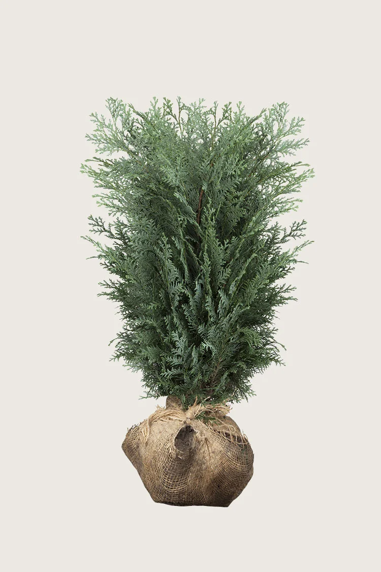 plantinavia20261015103842308606