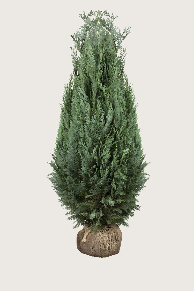plantinavia20261015103842308609