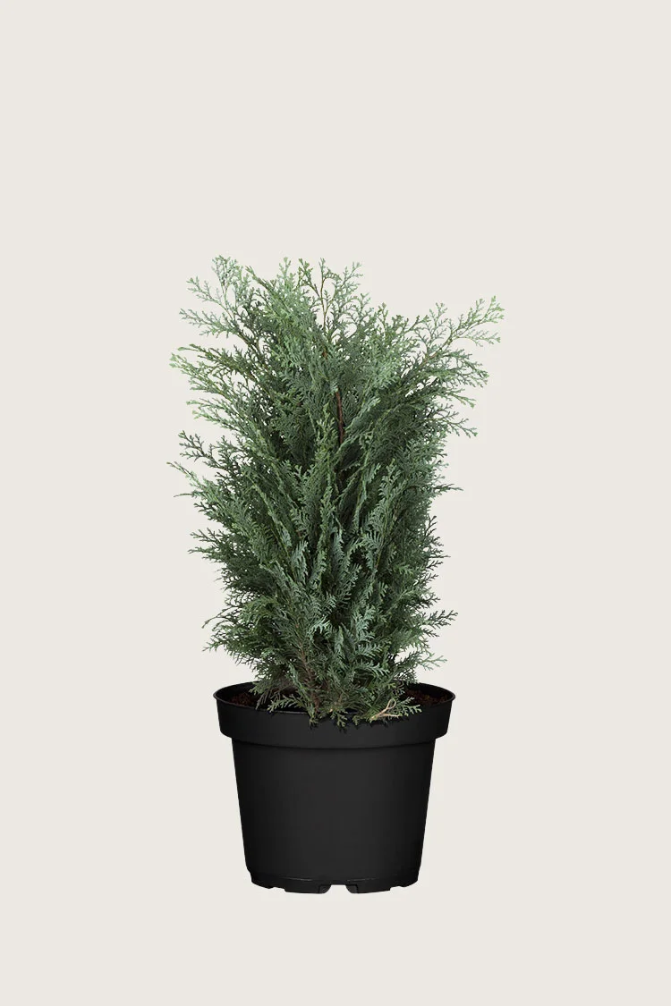 plantinavia20261015103844308626