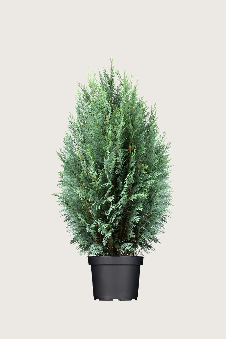 plantinavia20261015103845308634