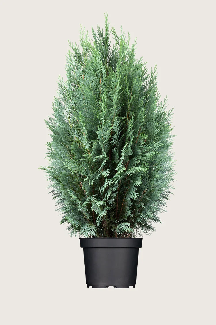 plantinavia20261015103848308655