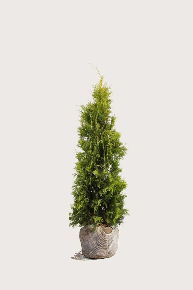 plantinavia20261015103849308668