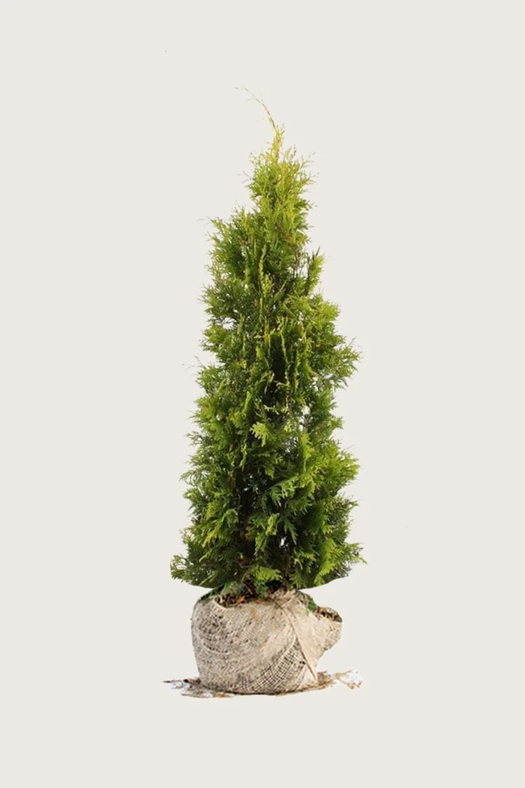 plantinavia20261015103850308679