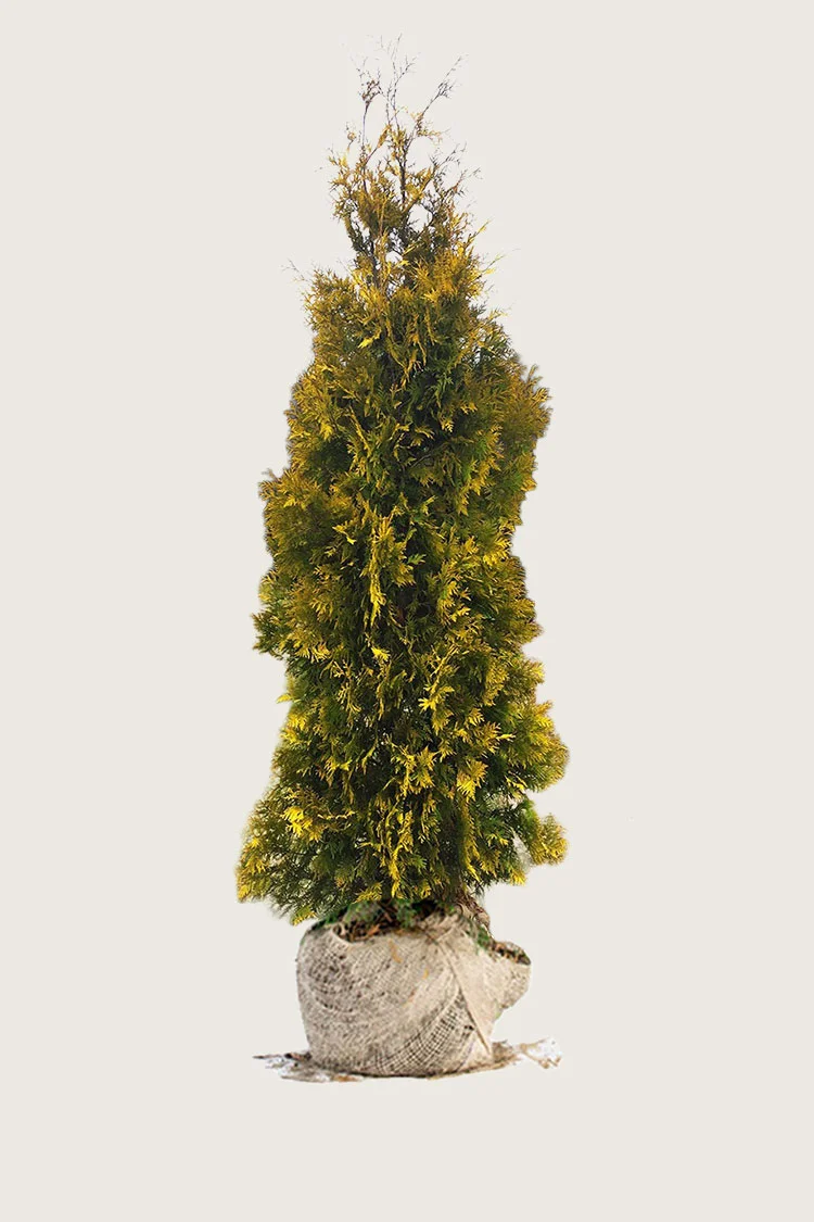 plantinavia20261015103853308698