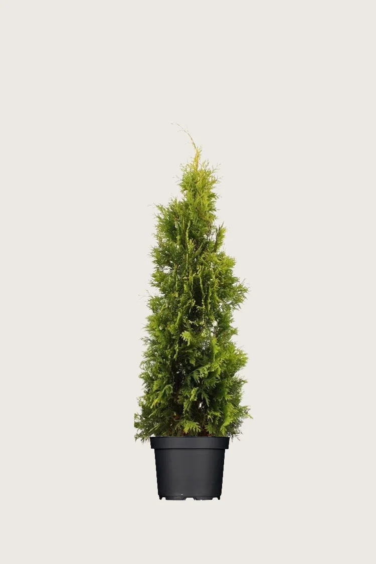 plantinavia20261015103855308714