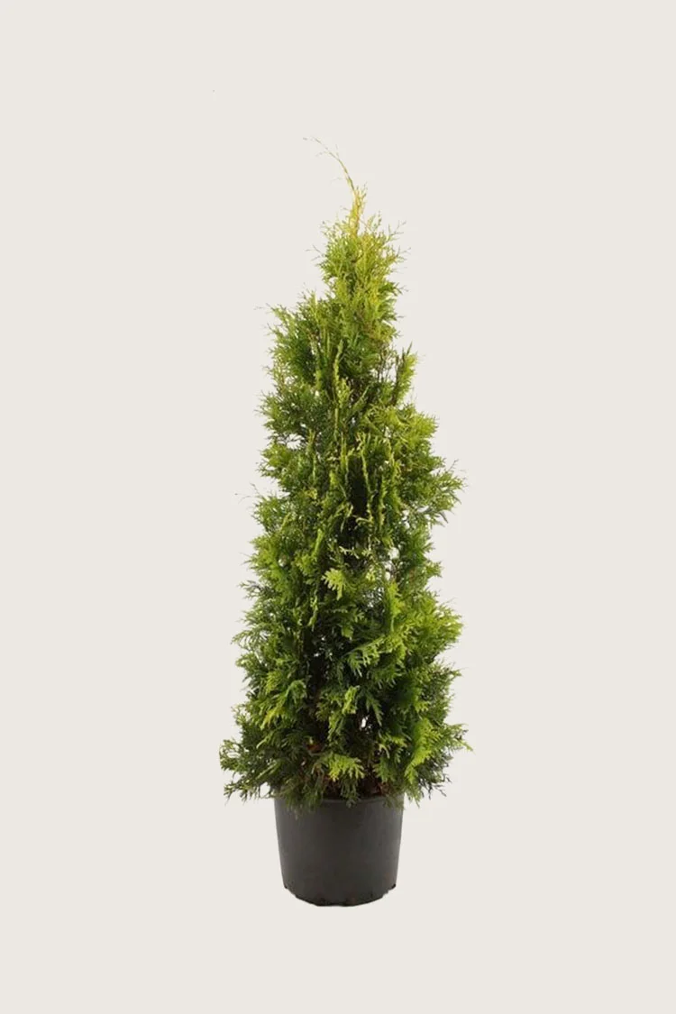 plantinavia20261015103857308725
