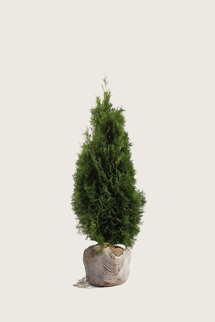 plantinavia20261015103859308741