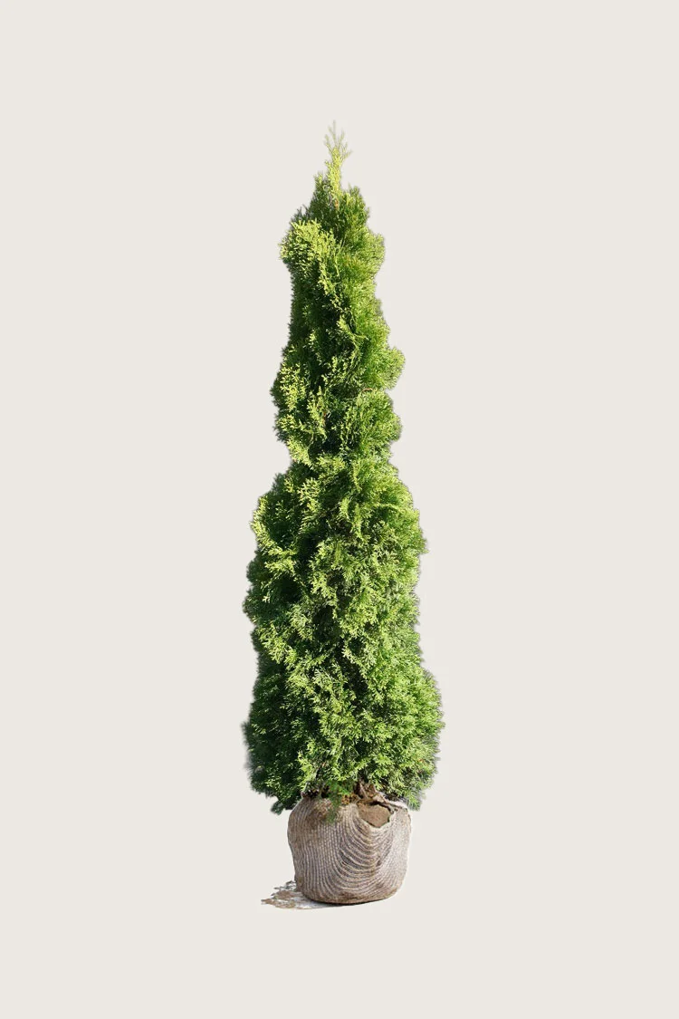plantinavia20261015103900308746
