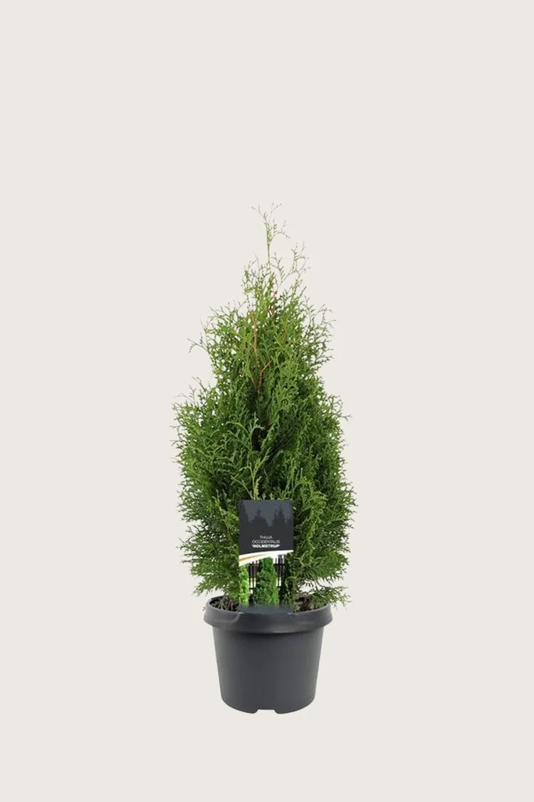 plantinavia20261015103901308762