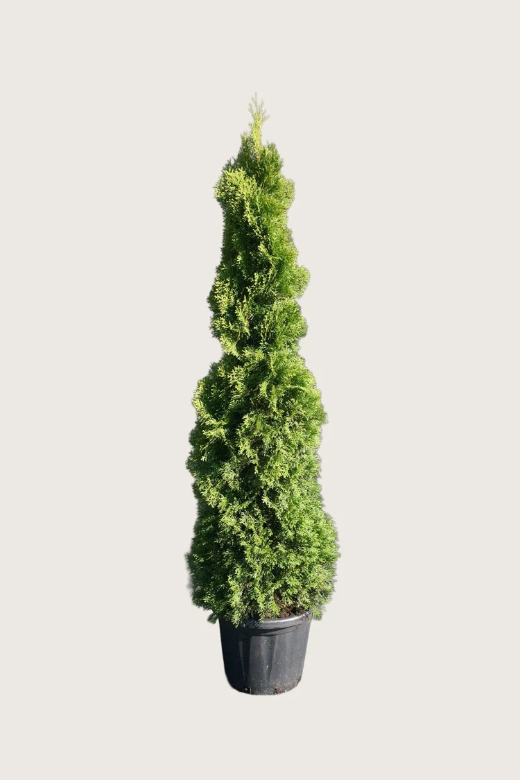 plantinavia20261015103902308769