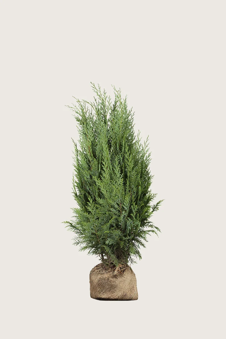 plantinavia20261015103904308782