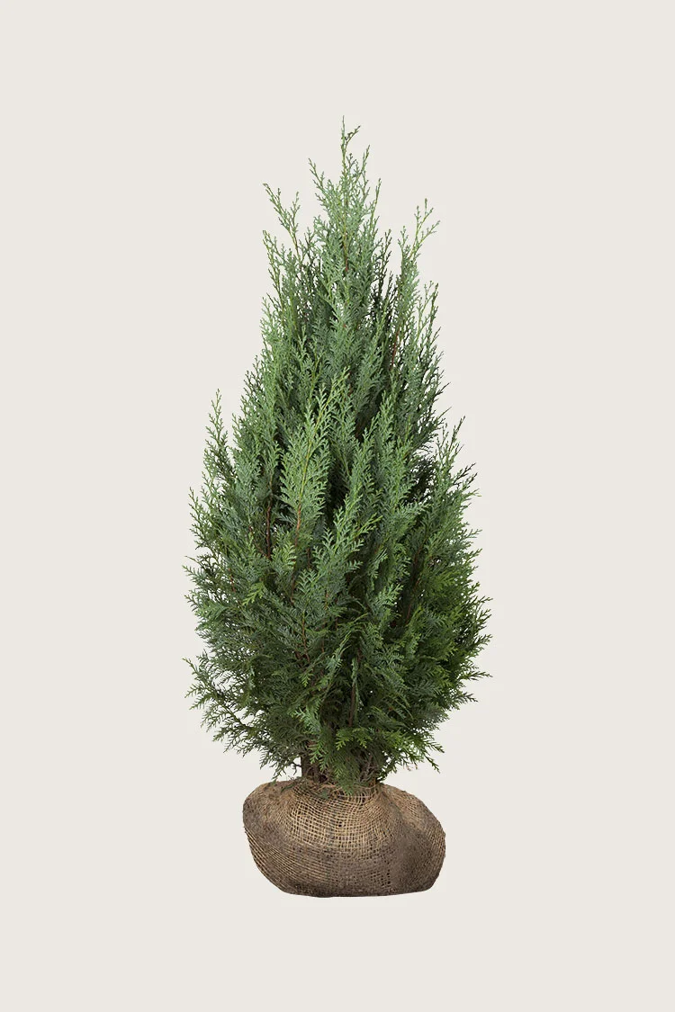 plantinavia20261015103906308792