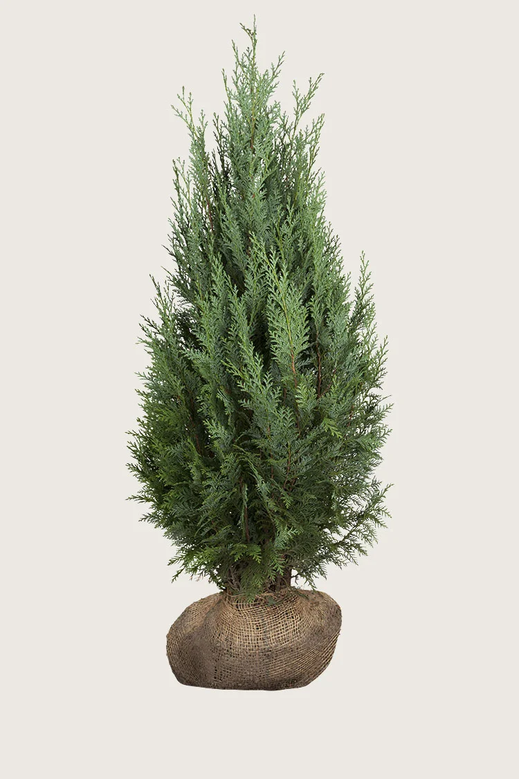 plantinavia20261015103908308803