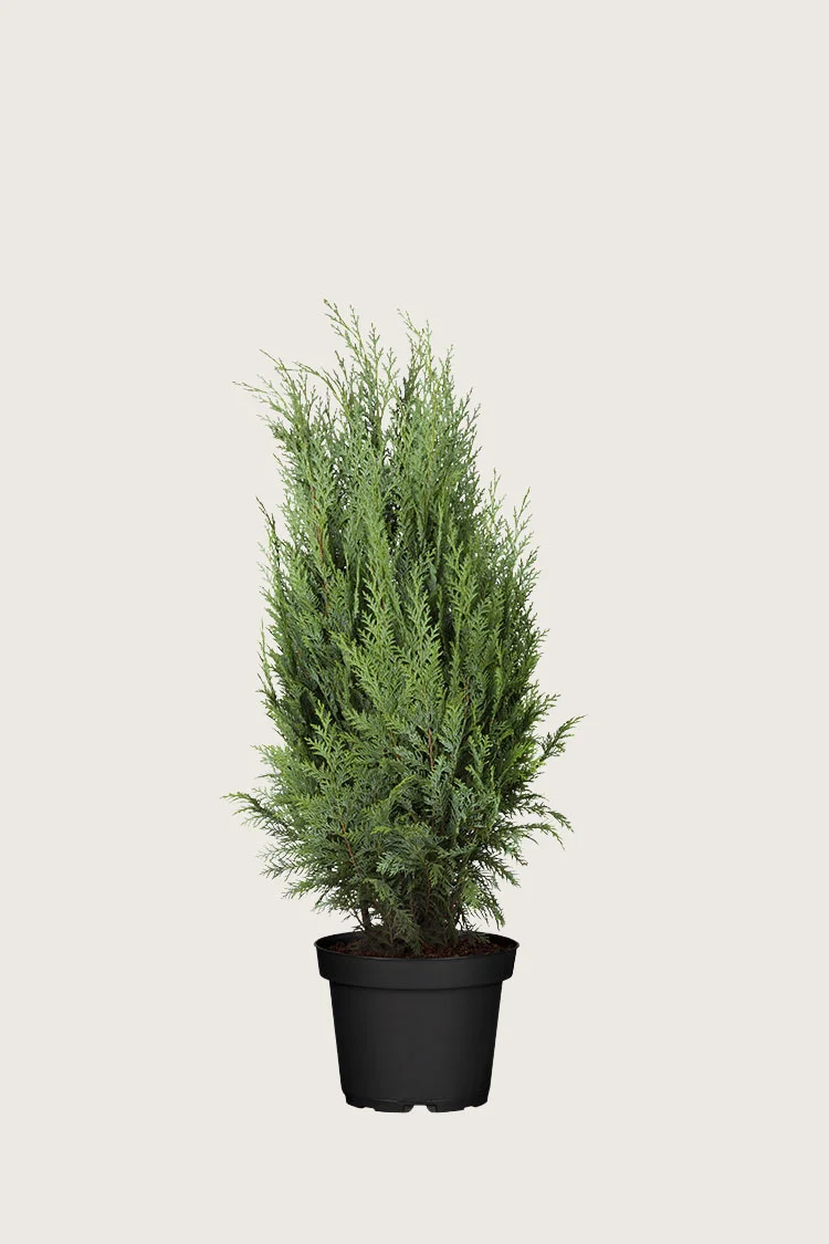 plantinavia20261015103909308813