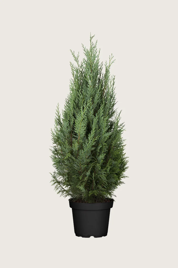 plantinavia20261015103909308818