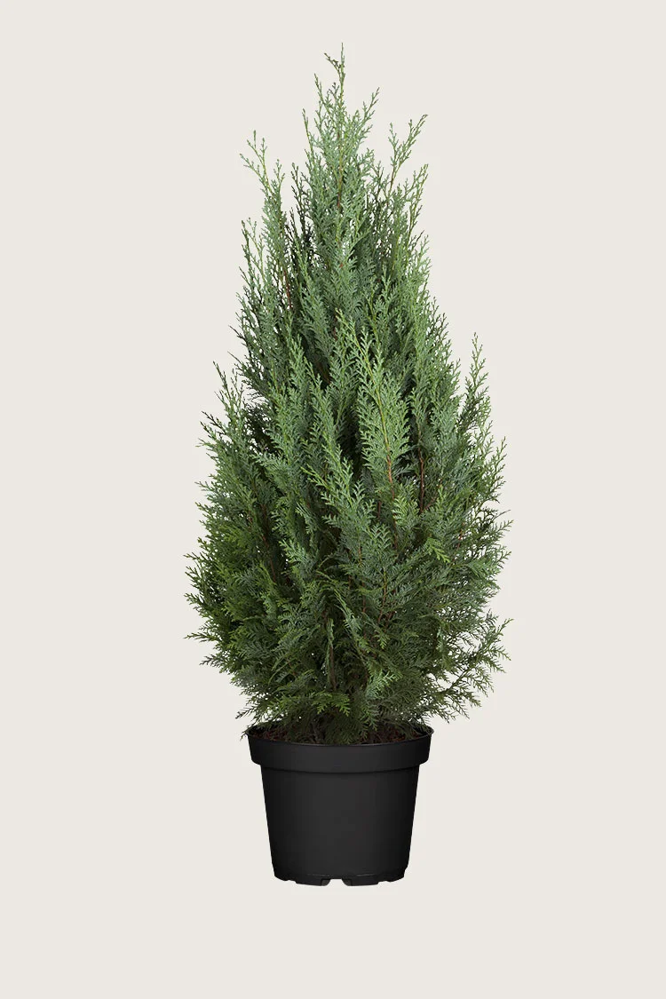 plantinavia20261015103913308836