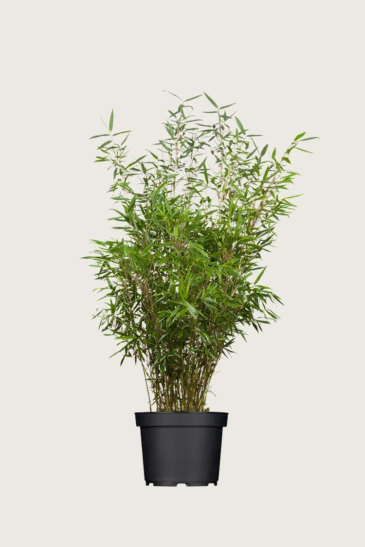 plantinavia20261015103916308855